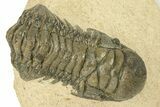 Detailed Crotalocephalina Trilobite - Exposed Hypostome #251056-2